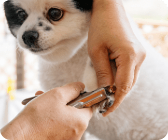 爪切り中の犬の写真
