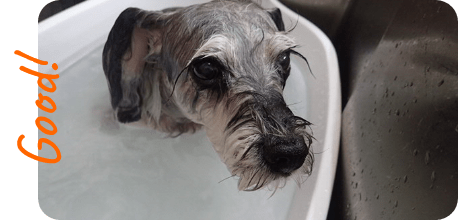 酵素温浴中の犬の写真