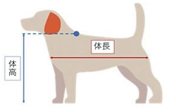 犬の体長・体高のイラスト